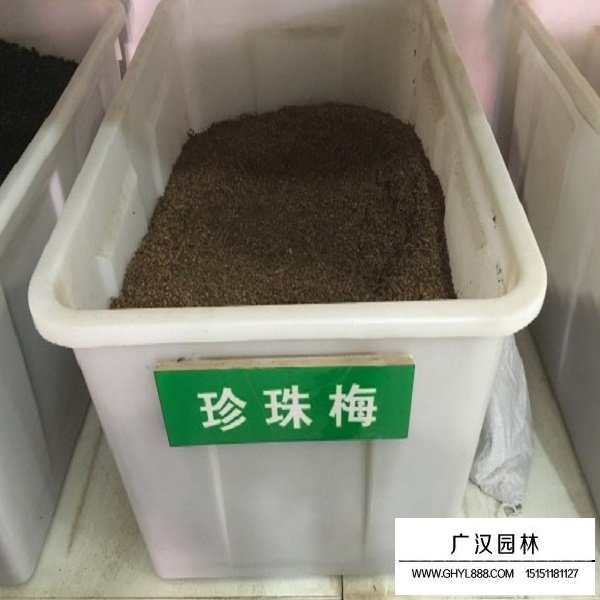 珍珠梅種子(圖1)