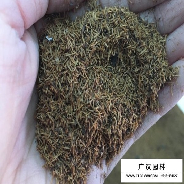 珍珠梅種子(圖2)