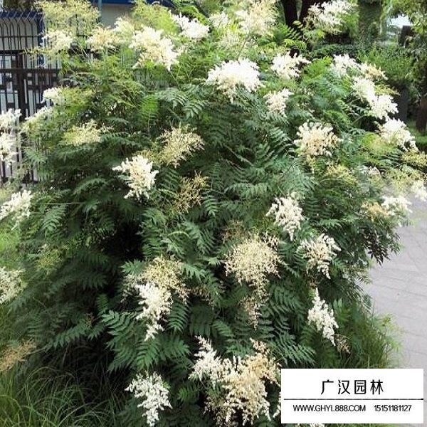 珍珠梅種子(圖4)