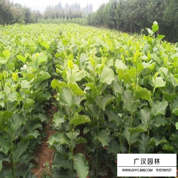 玉蘭種子(圖3)