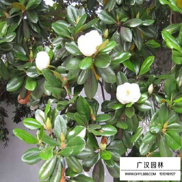 玉蘭種子(圖4)