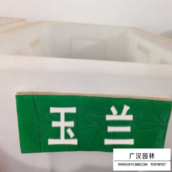 玉蘭種子(圖1)