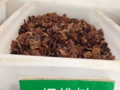 銅錢樹種子