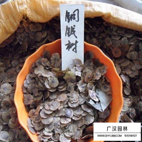 銅錢樹種子(圖3)