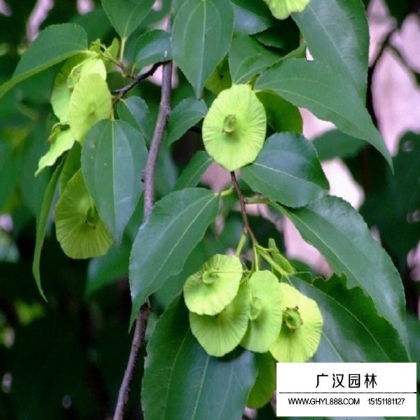 銅錢樹種子(圖4)