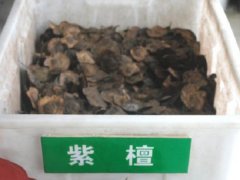 紫檀種子