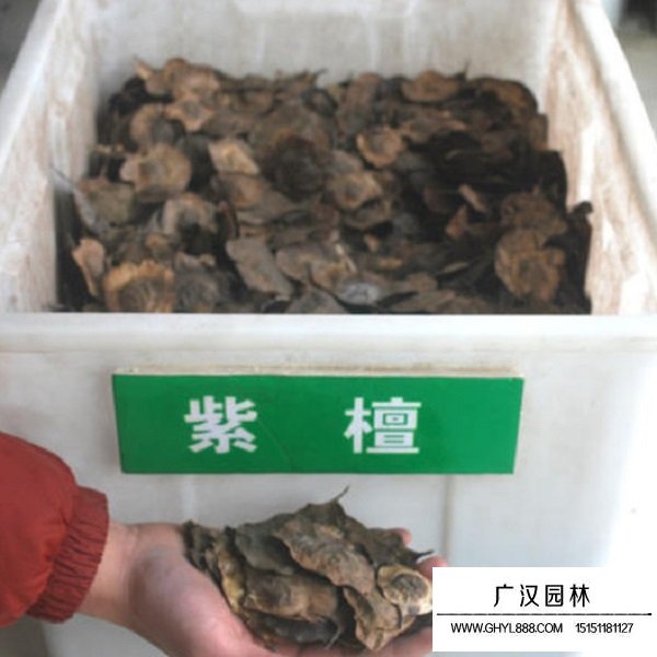 紫檀種子(圖1)