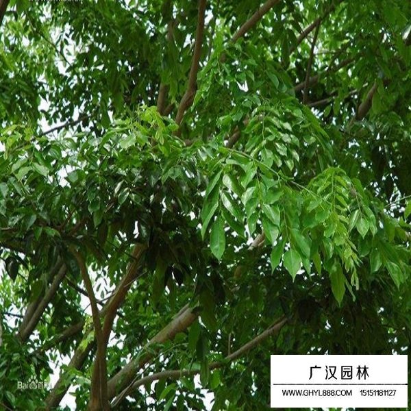 紫檀種子(圖3)