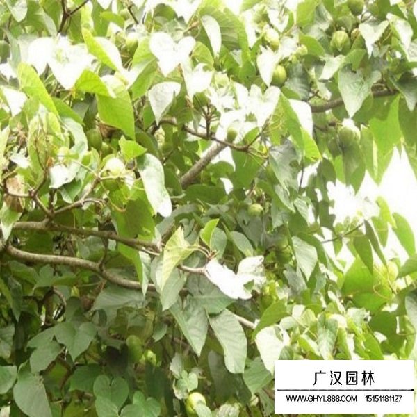 油桐種子(圖3)