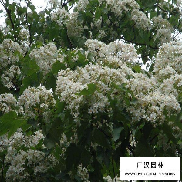 油桐種子(圖4)