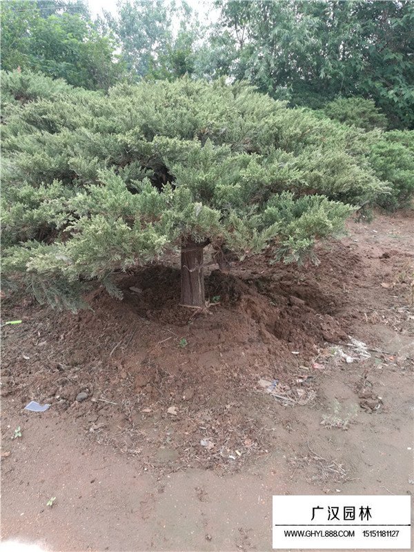 高桿地龍的生長環境(圖2)