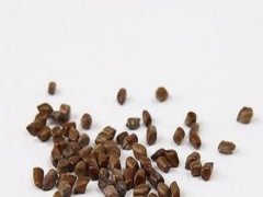 傘房決明種子