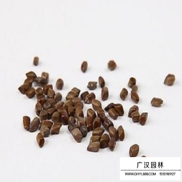 傘房決明種子(圖1)