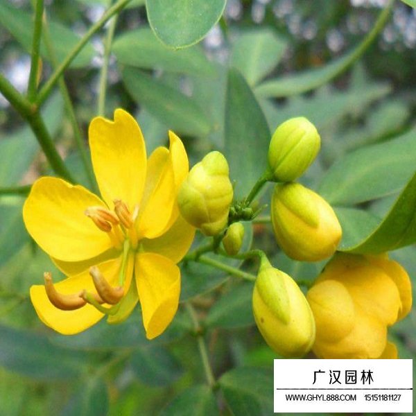 傘房決明種子(圖4)