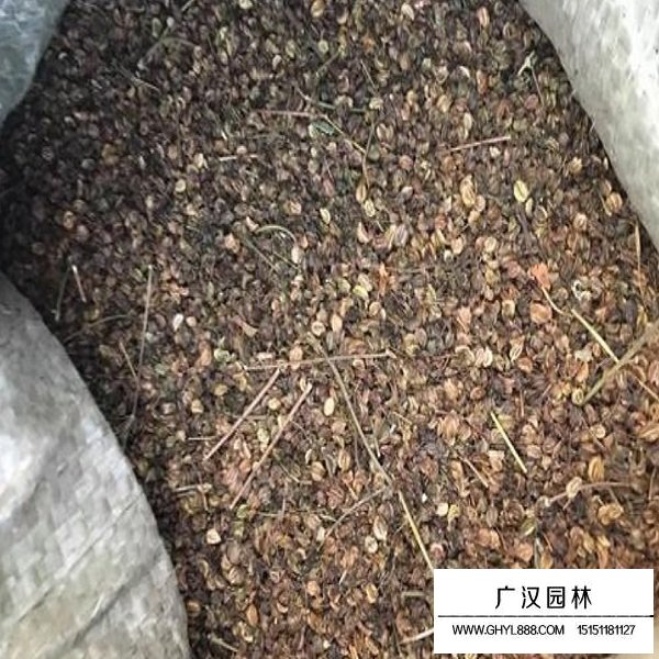 羌活種子(圖1)