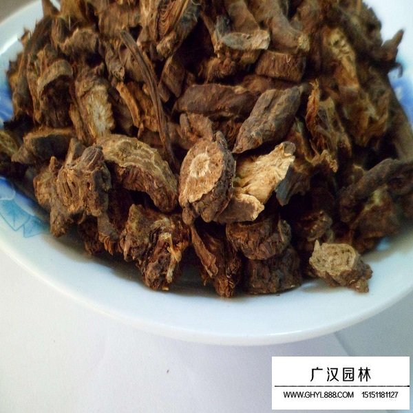羌活種子(圖2)