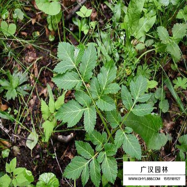 羌活種子(圖3)