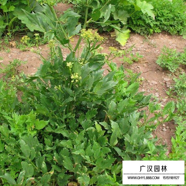 羌活種子(圖4)