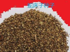 蛇床子的種子