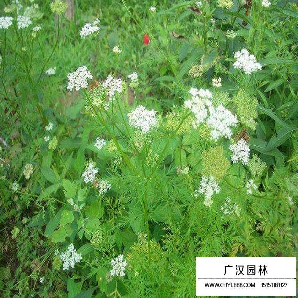 蛇床子的種子(圖3)