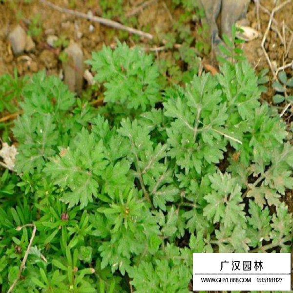 蛇床子的種子(圖4)