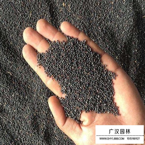 油菜種子(圖1)