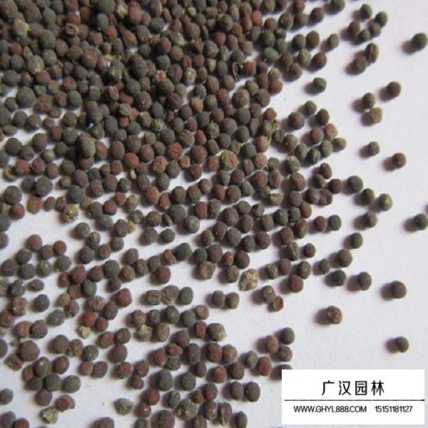 油菜種子(圖2)