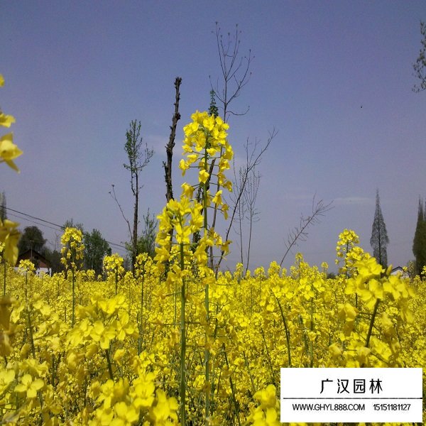 油菜種子(圖3)