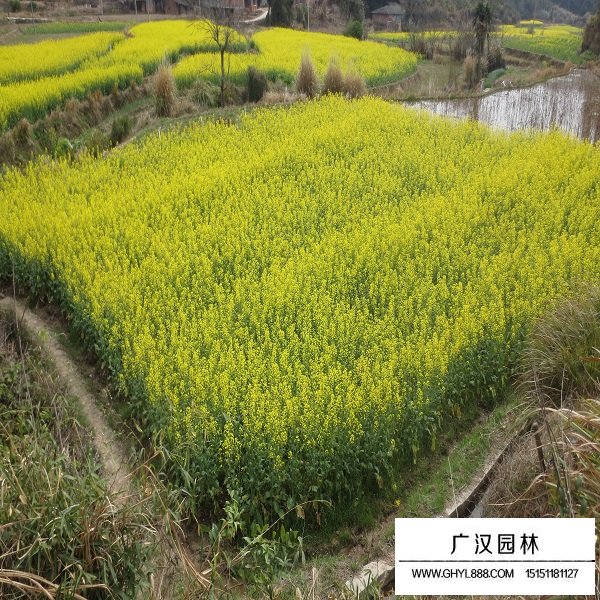 油菜種子(圖4)