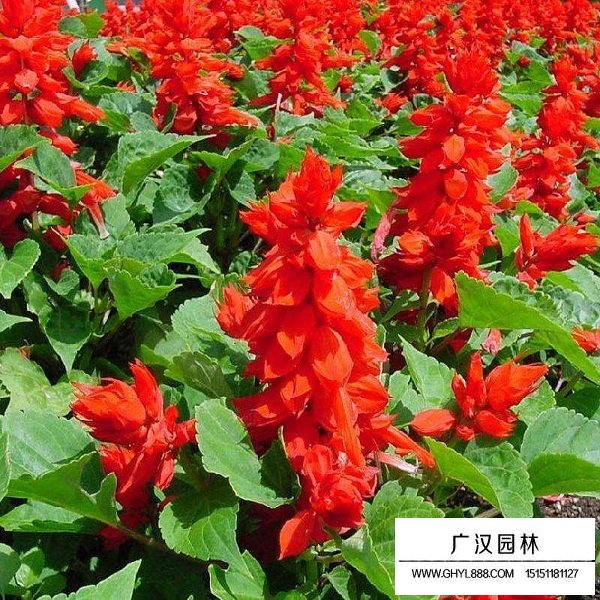 一串紅高桿種子(圖4)