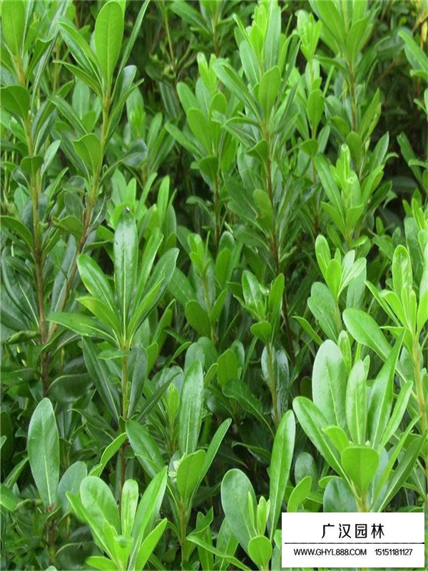 海桐苗的種植方式(圖1)