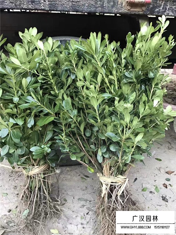 海桐苗的種植方式(圖3)