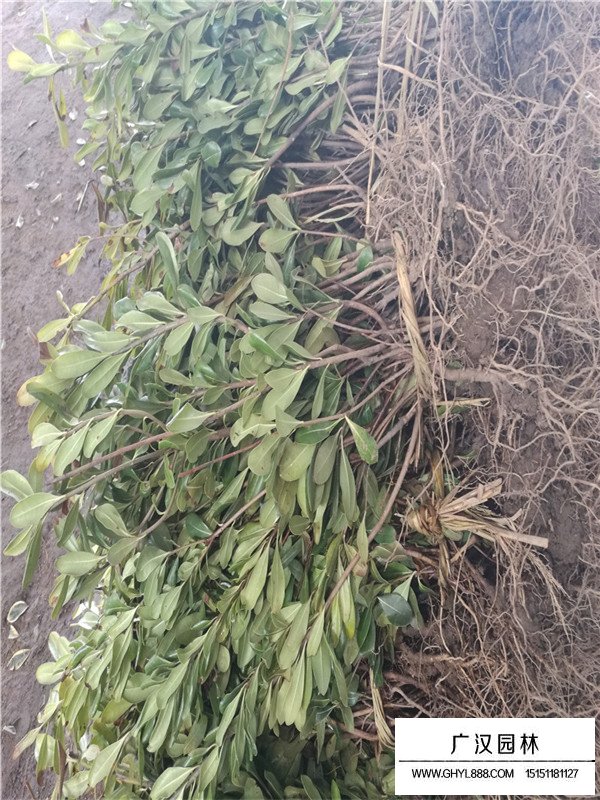 海桐苗的種植方式(圖4)