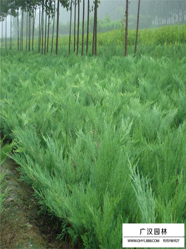 沙地柏的種植環境(圖1)