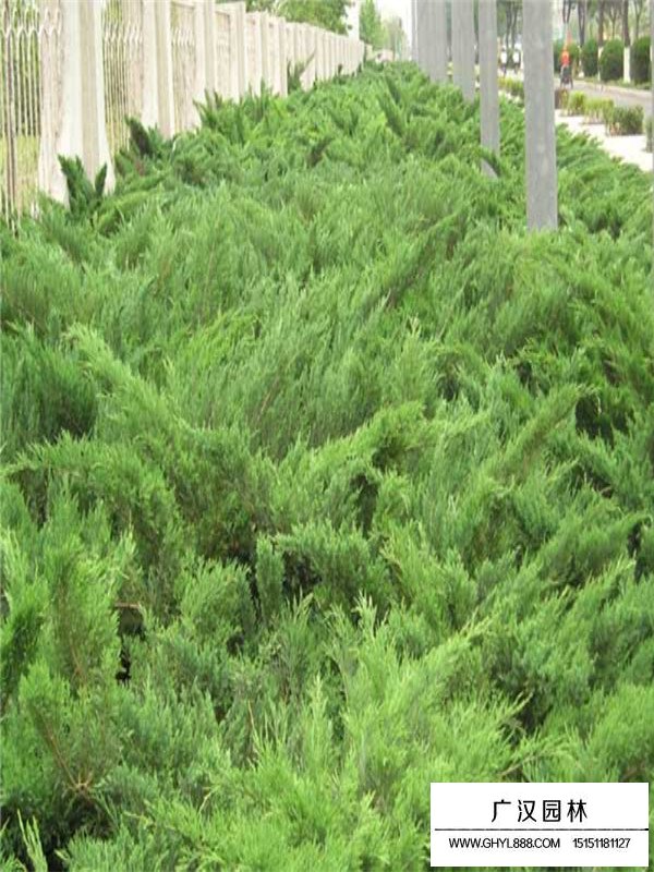 沙地柏的種植環境(圖4)