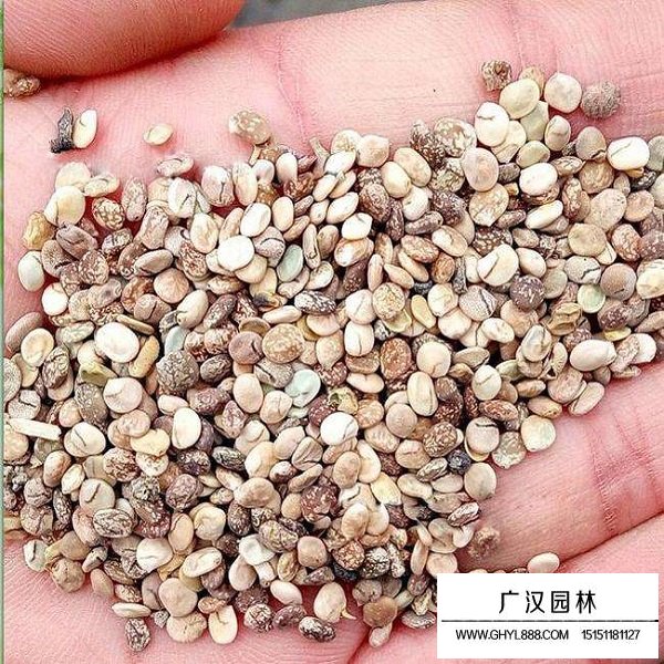 一年生魯冰花種子(圖1)