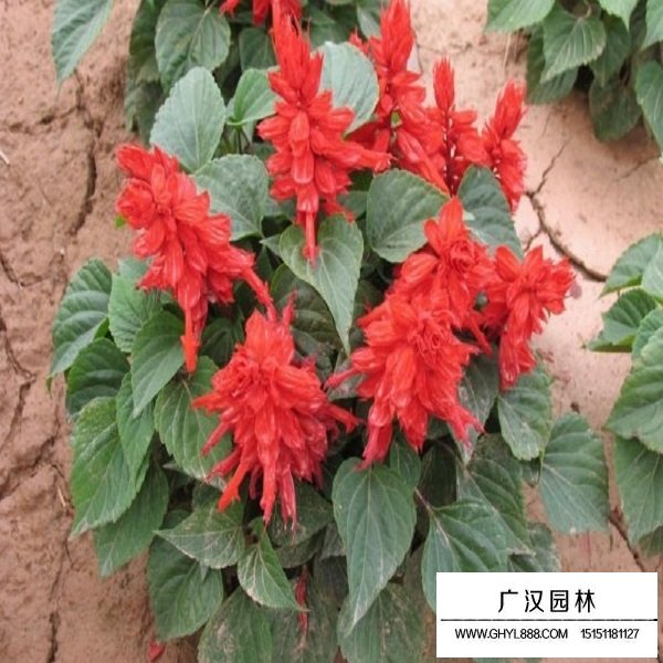 一串紅矮桿種子(圖3)