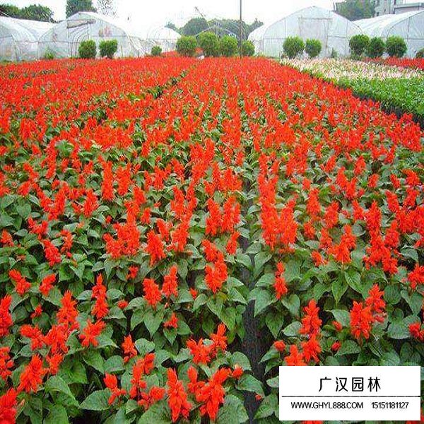 一串紅矮桿種子(圖4)