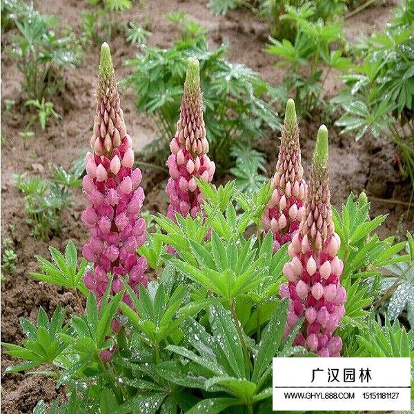 一年生魯冰花種子(圖3)