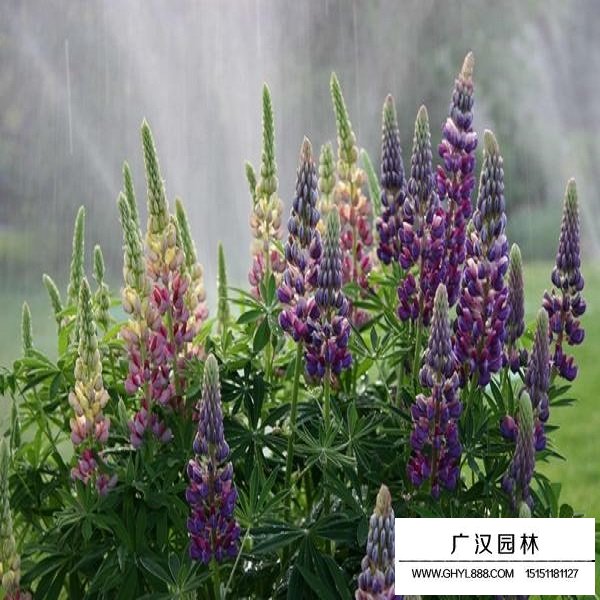 一年生魯冰花種子(圖4)