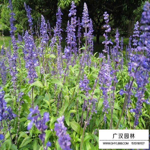 大籽鼠尾野草種子(圖4)