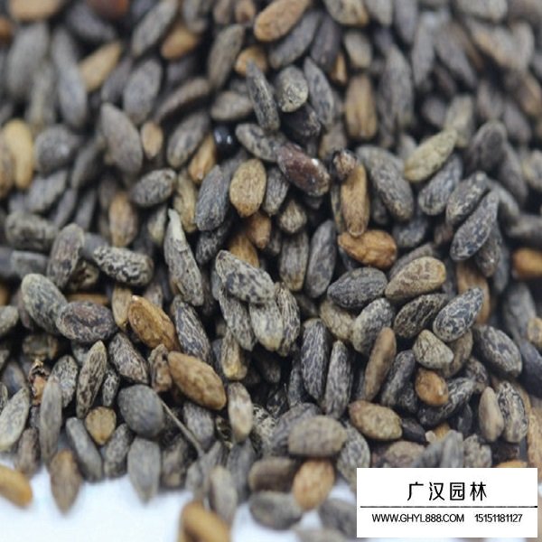 粉鄂鼠尾草種子(圖1)