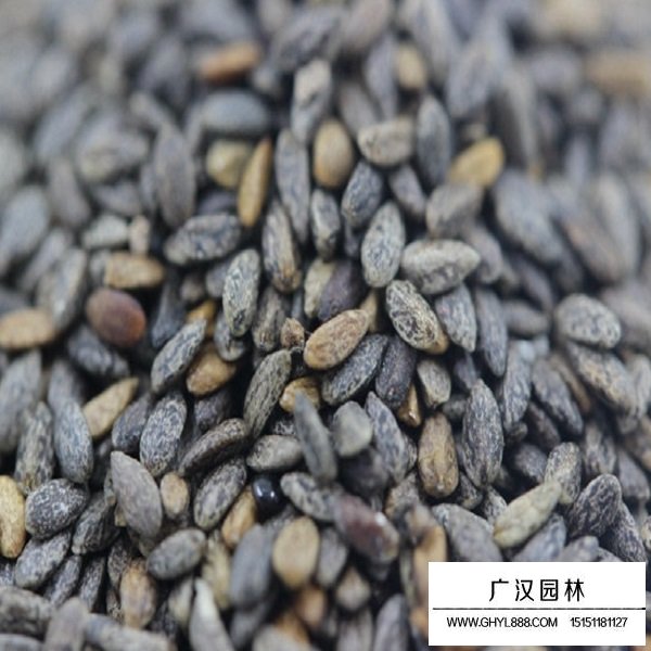 粉鄂鼠尾草種子(圖2)