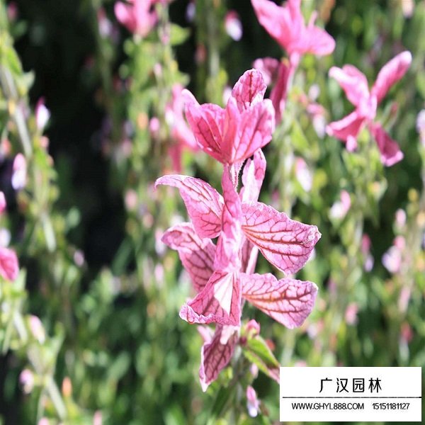 粉鄂鼠尾草種子(圖4)