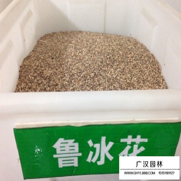 魯冰花種子