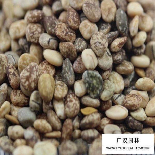魯冰花種子