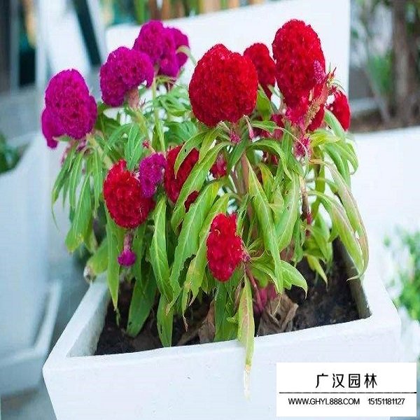 冠狀雞冠花種子(圖3)