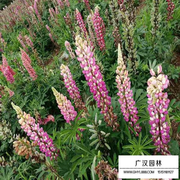 魯冰花種子