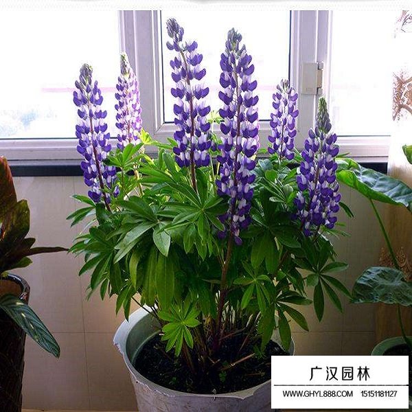 魯冰花種子