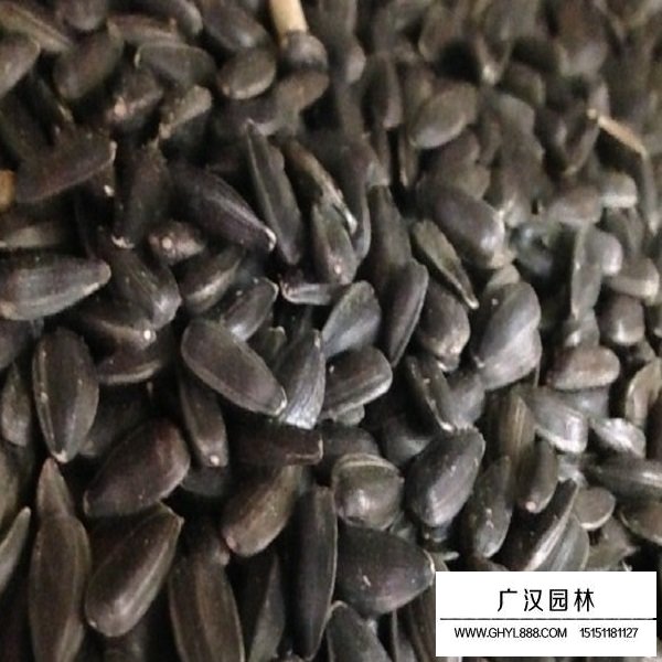 食用向日葵種子(圖1)